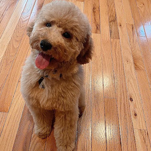 Meet your Posher, Danielle